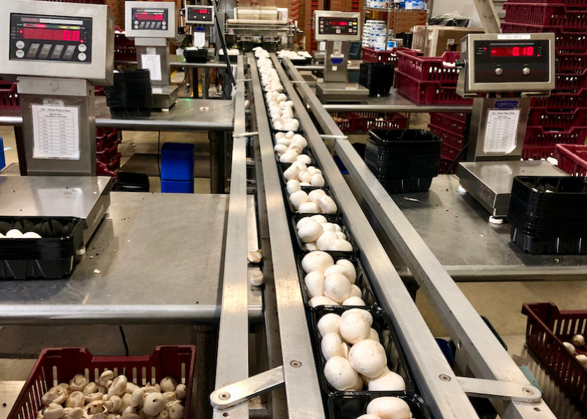 Shortage solutions in the mushroom sector The Packer